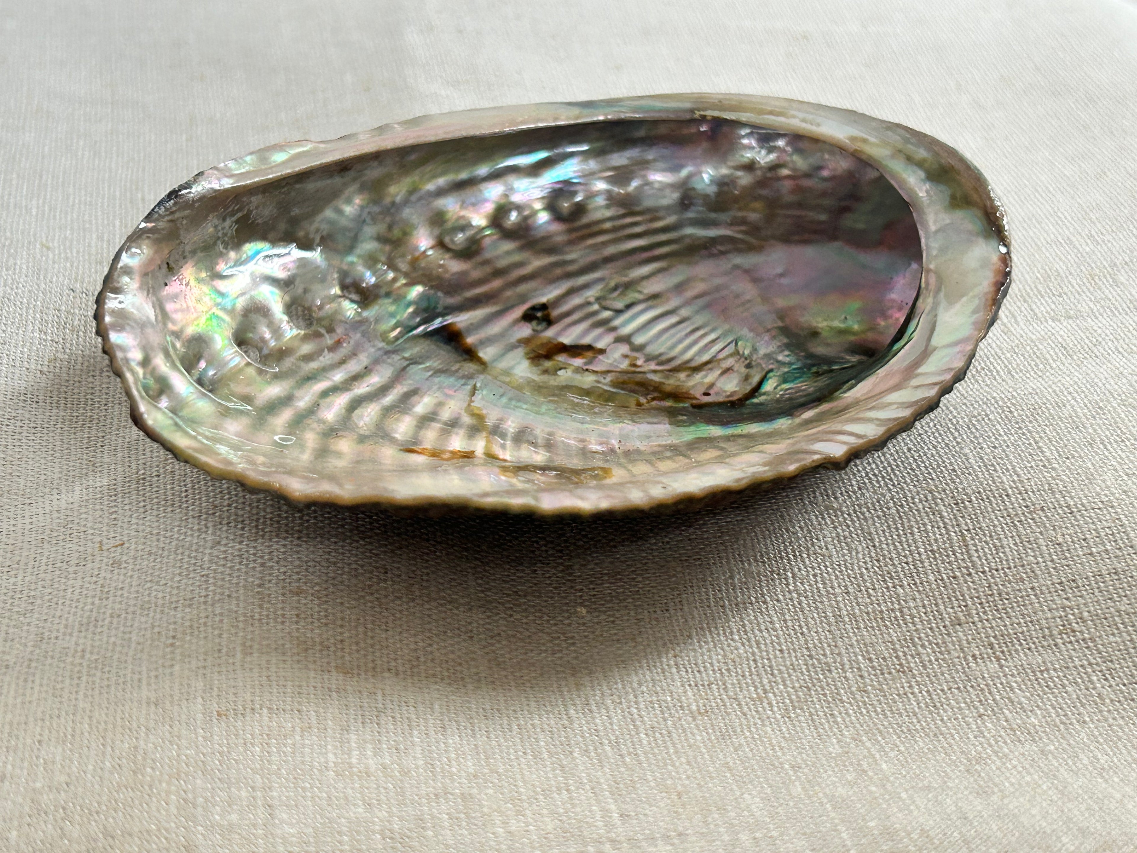 Paua Muslingskal