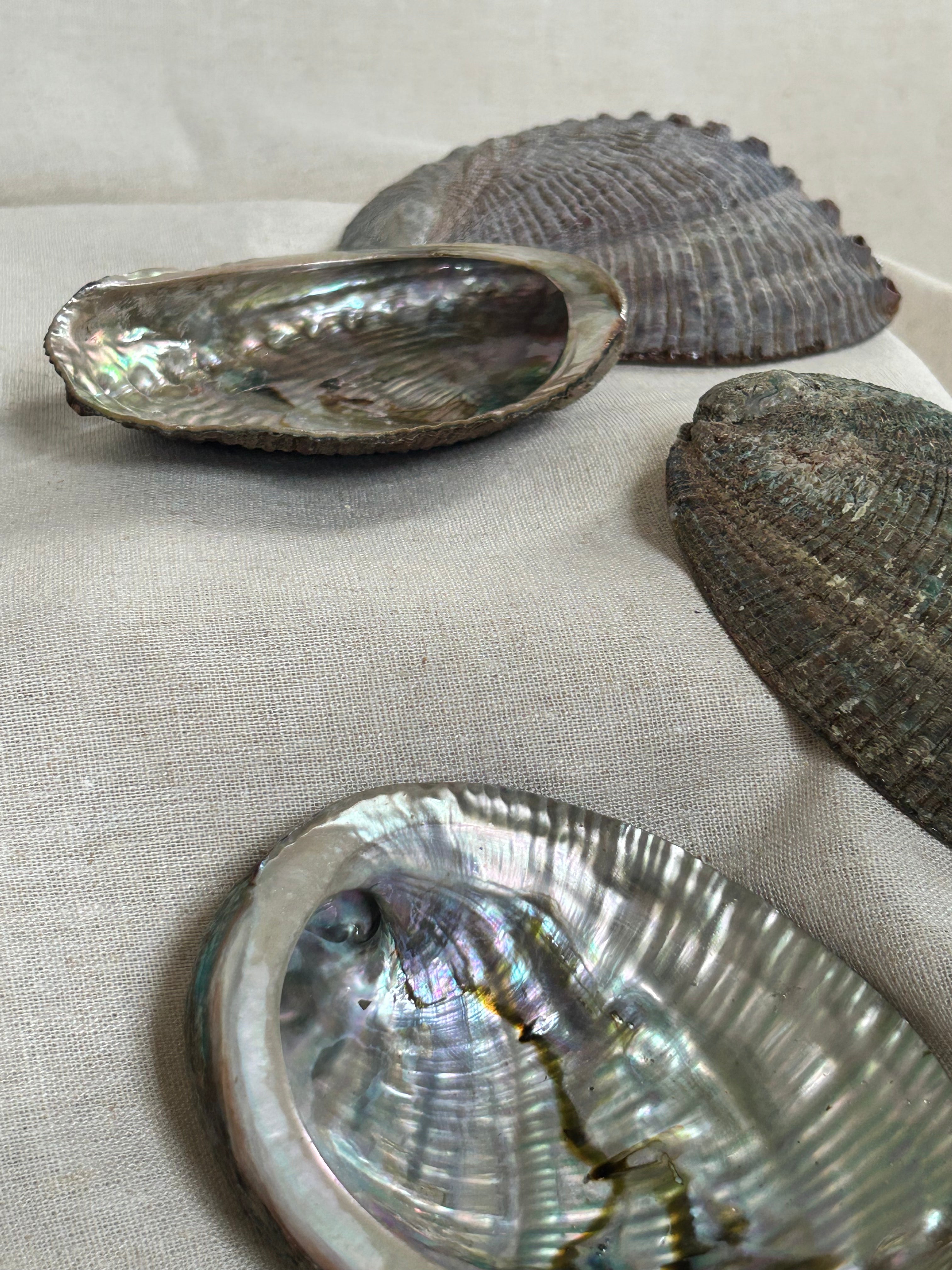 Paua Muslingskal
