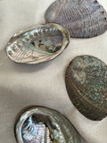 Paua Muslingskal