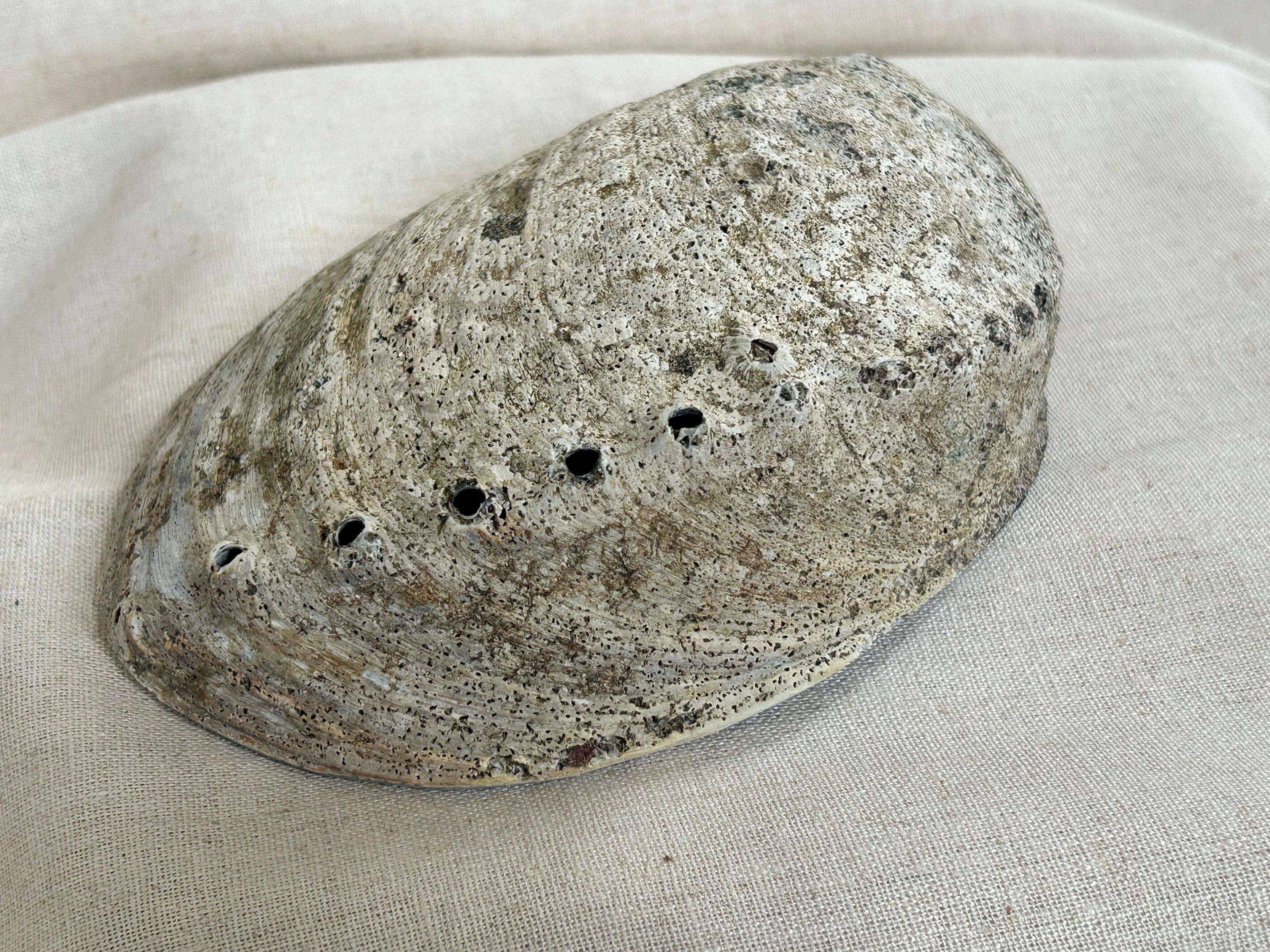 Abelone skal