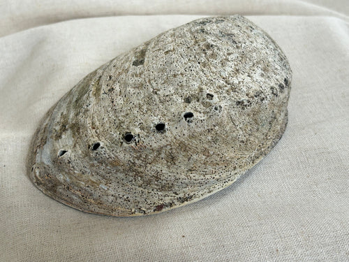 Abelone skal